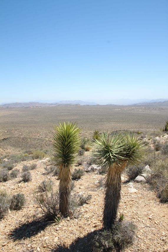 Joshua Tree